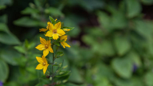 istock Yellow Loosestrife (lysimachia punctata) 1331654455