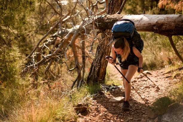 istock female tourist bent down while walking through a fallen tree on a trail 1331654697