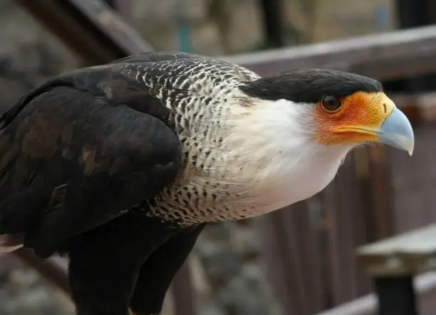 Close up of the bird of prey