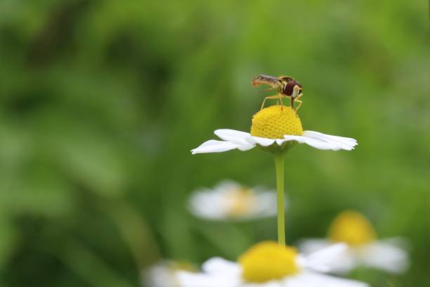 istock a hoverlfy sits at a chamomile flower in summer 1331657400