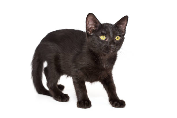istock Small black kitten of 3 months 1331657506