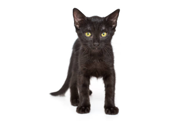 istock Small black kitten of 3 months 1331657553