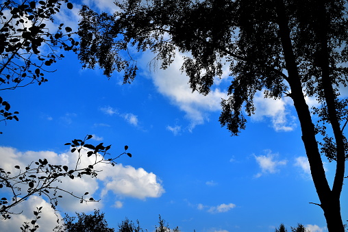 silhouette of a tree on a background of blue sky