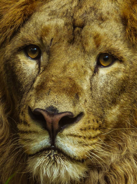 istock Lion portrait 2 1331660056