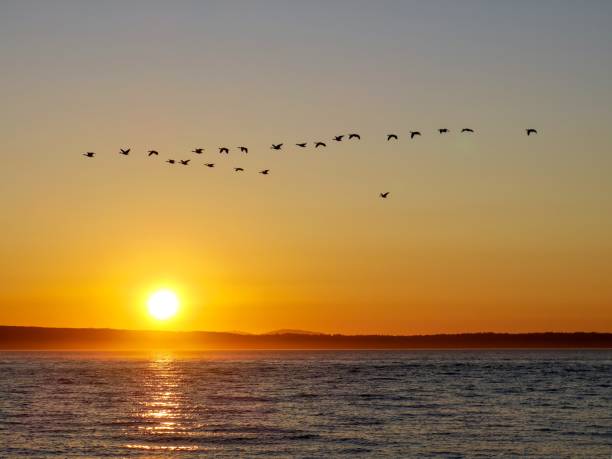 istock Plump of Geese at Sunset in Pacific Northwest 1331660087