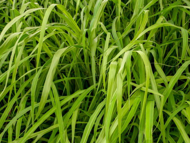 istock Long leaves Plant 1331660126