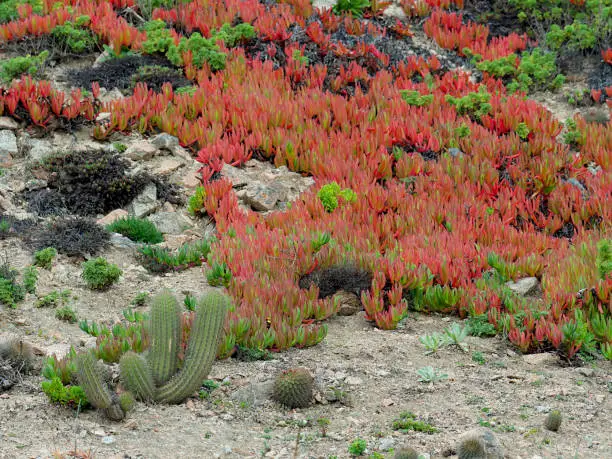 Photo of Colonisation by Doca plant