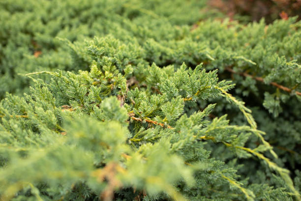 istock Coniferous plant texture. Decorative pine. Garden plant. 1331667049