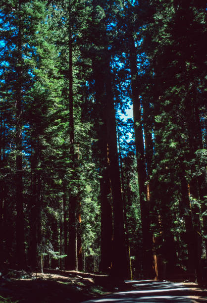 istock Sequoia National Park - Sequoia Forest - 1995 1331667940