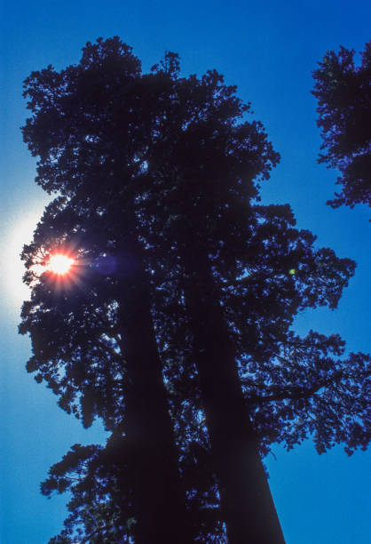 istock Sequoia National Park - Silhouetted Sequoias & Sun - 1995 1331668677