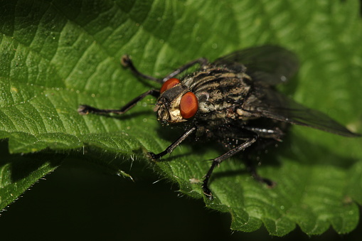 A bluebottle fly flying insect macro close up insect is sitting on a lush green bramble leaf