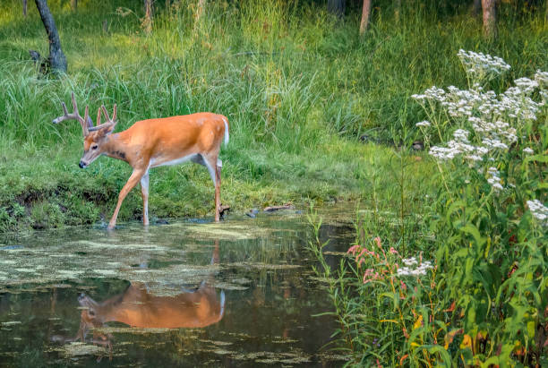 Beautiful Deer Buck with nine points at pond displaying a reflection