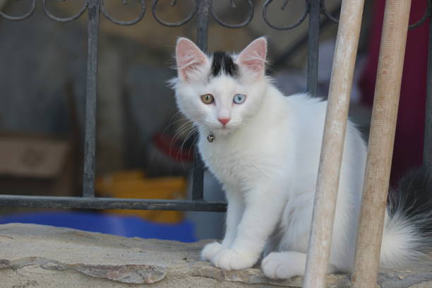 Turkish Van kitten with blue and amber eyes and white coat