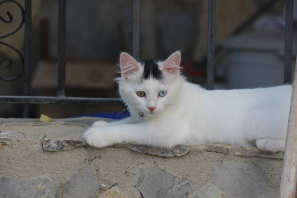van kitten with blue and amber eyes, having have heterochromia (having one eye of each color) - mini van fotos imagens e fotografias de stock
