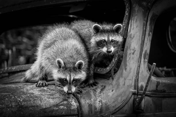 istock Pair of Raccoons 1331671266