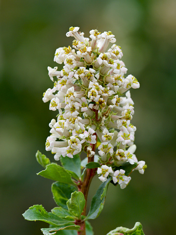 A single, white inflorescence of a Chilean endemic species of Escallonia (Escallonia revoluta), that has no common English name, and is a close relative of the the Redclaws (Escallonia rubra), a species that has colonised gardens worldwide.