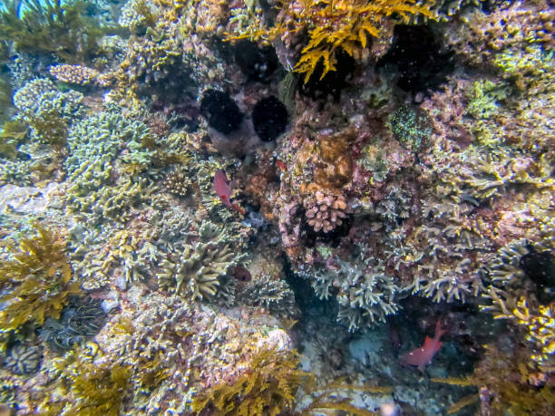 istock Epaulette Soldierfish,blotcheye soldierfish 1331671528
