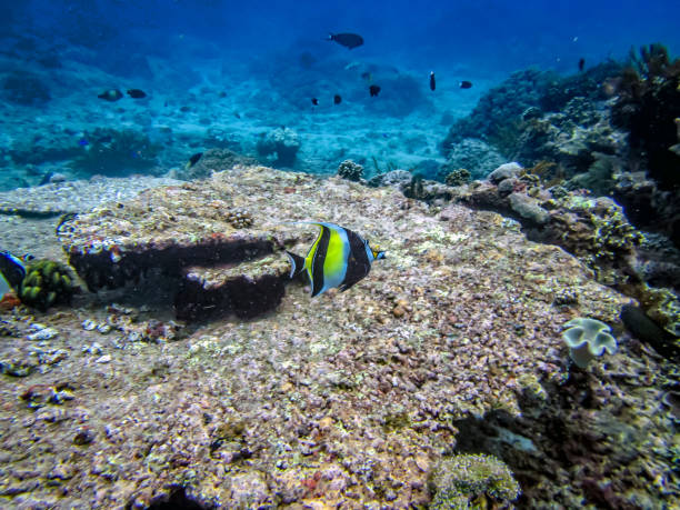 istock Moorish idol fish in the ocean 1331672409