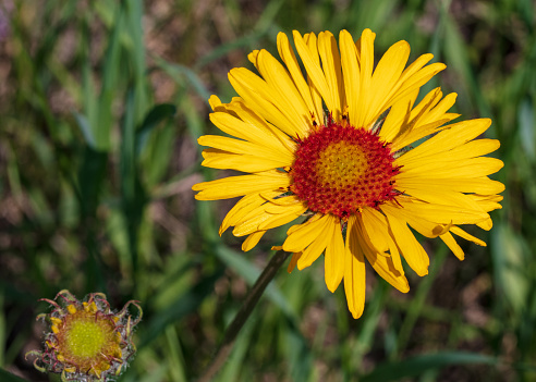 A Blanket Flower in the wild announces that summertime has arrived in the meadow