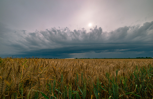 Scenic view of an approaching thunderstorm with a shelf cloud over grain fields.