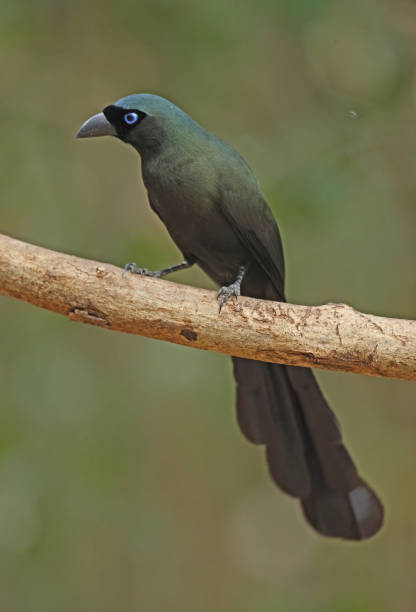 istock Racquet-tailed Treepie 1331673575