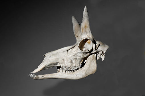 Pronghorn skull, Pronghorn Antelope, Antelope,  Antilocapra americana,  artiodactyl mammal; endemic.  It is the only surviving member of the family Antilocapridae.