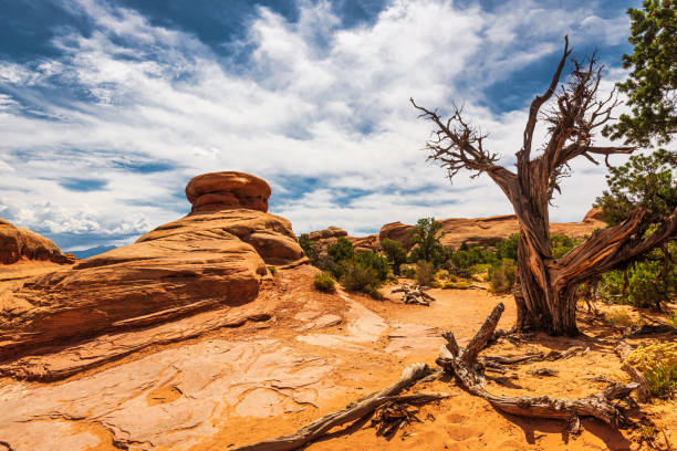 istock Arches national park, Moab, Utah, US 1331675377