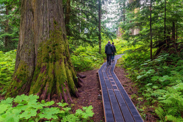 Ancient Forest Hike, British Columbia, Canada People walking the hike in Ancient Forest provincial park, Fraser River Valley near Prince George, British Columbia, Canada. prince george photos stock pictures, royalty-free photos & images
