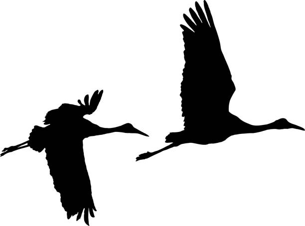 ilustra�ções, clipart, desenhos animados e ícones de silhueta de dois guindastes.preto - sandhill crane