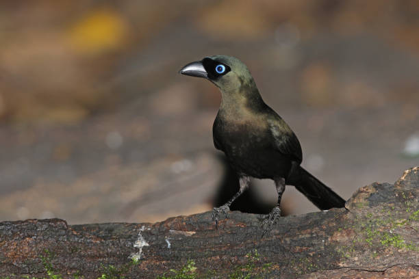istock Racquet-tailed Treepie 1331677331