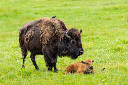 Two American bisons, mother with an offspring.