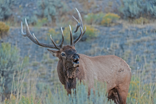 The  male Rocky Mountain elk (Cervus canadensis nelsoni) is a subspecies of elk found in the Rocky Mountains and Yellowstone National Park. In the Autumn with antlers and during the rut.