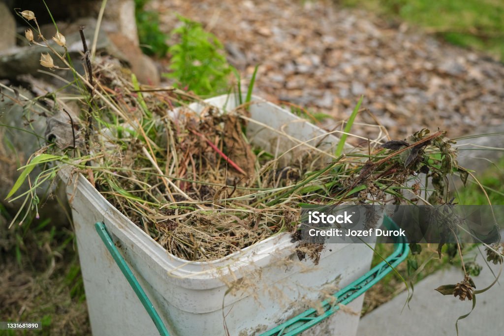 A bucket of garden weeds and waste vegetation collected Dead Stock Photo