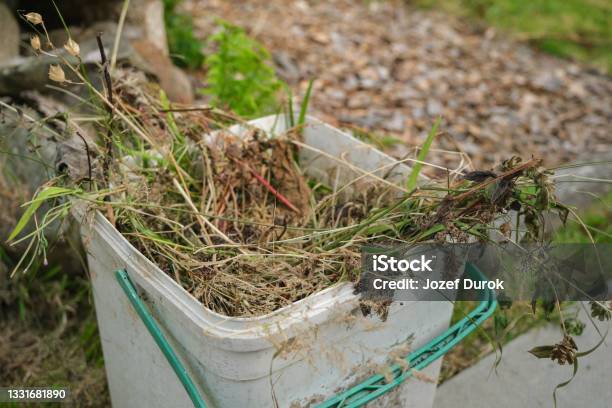 A Bucket Of Garden Weeds And Waste Vegetation Collected Stock Photo - Download Image Now