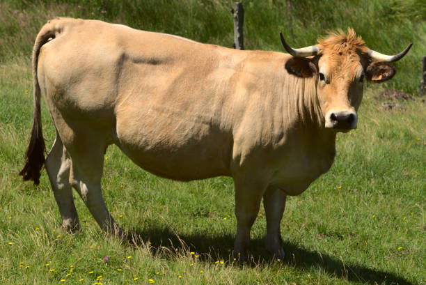 istock Aubrac breed cow 1331681953