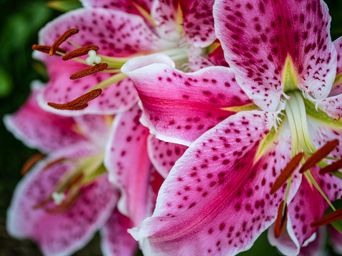 Cluster of vibrant pastel colored Oriental lilies blooming in West Seattle garden. Early morning light, summer.