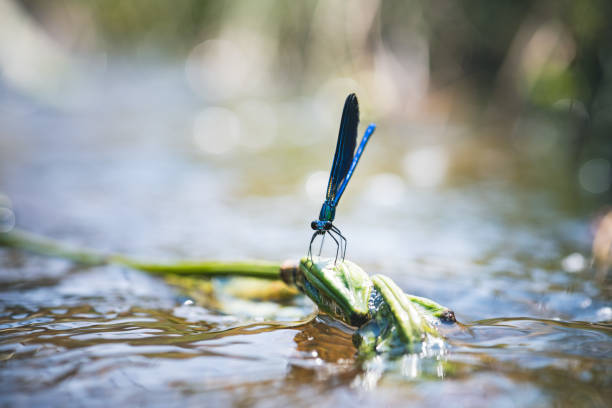 Banded demoiselle damselfly (Calopteryx splendens)
