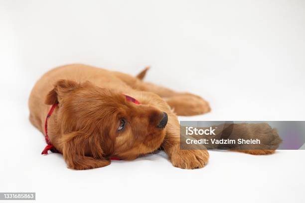 Charming Irish Setter Puppy Of Brown Color On A White Background Stock Photo - Download Image Now