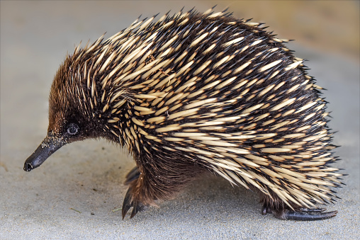 Cute little Echidna in the wild at Lakes Entrance