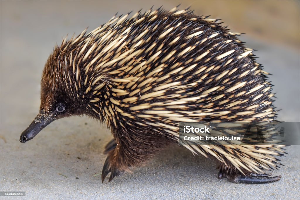 Short Beaked Echidna (Tachyglossus aculeatus) Cute little Echidna in the wild at Lakes Entrance Echidna Stock Photo