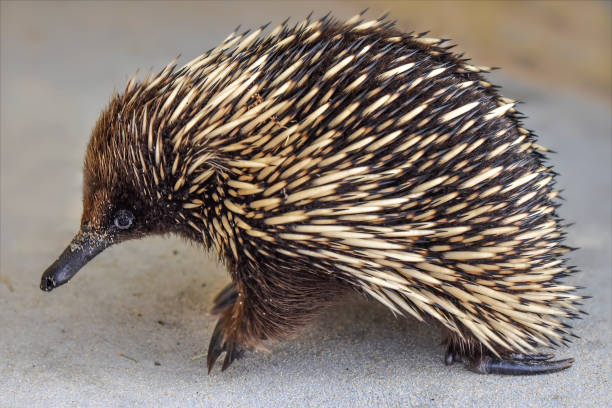 Short Beaked Echidna (Tachyglossus aculeatus) Cute little Echidna in the wild at Lakes Entrance echidna stock pictures, royalty-free photos & images
