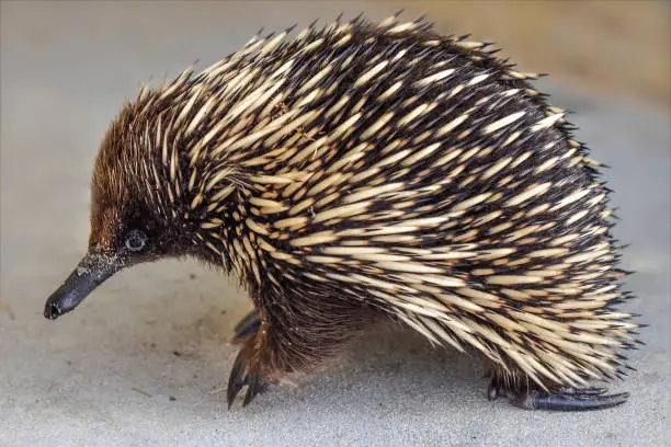 Cute little Echidna in the wild at Lakes Entrance