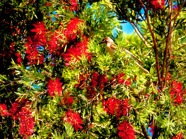 istock Barmah, Victoria, Australia 1331686516