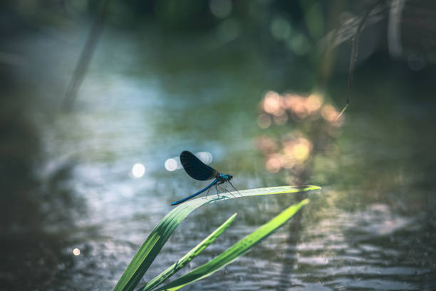 istock Damselfly near the river 1331686676
