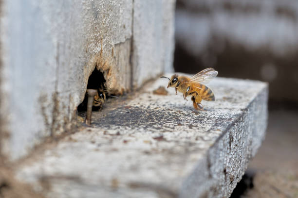istock flying bee entering the hive 1331688136