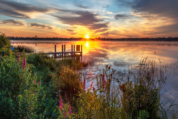 salicaire pourpre marl lake sunrise - purple loosestrife photos et images de collection