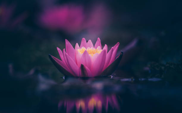 istock Pink lotus flower or water lily selective focus 1331688976