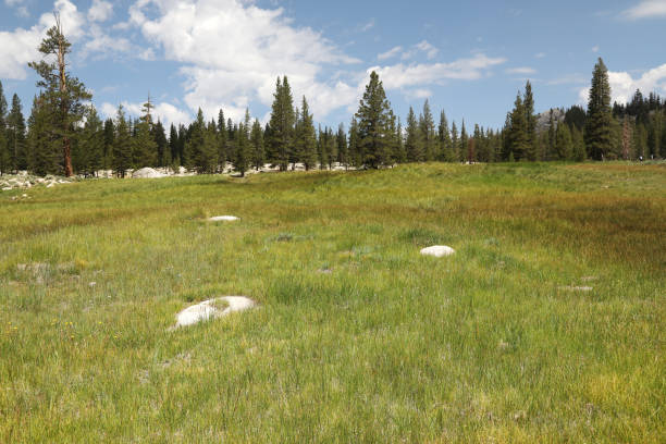 istock Tuolumne Meadows at Yosemite 1331689777