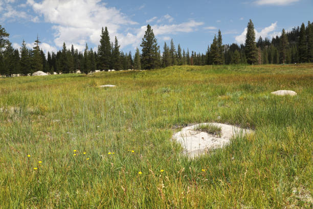 Tuolumne Meadows at Yosemite National Park