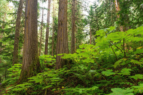 istock Ancient Forest, British Columbia, Canada 1331689863